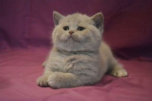 Flash Noble Birth Фото лилового британского котенка, лиловый британец   
